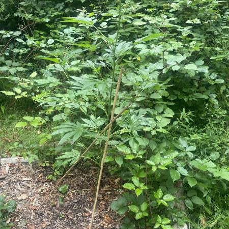 Random seed  outdoor Guarilla grow