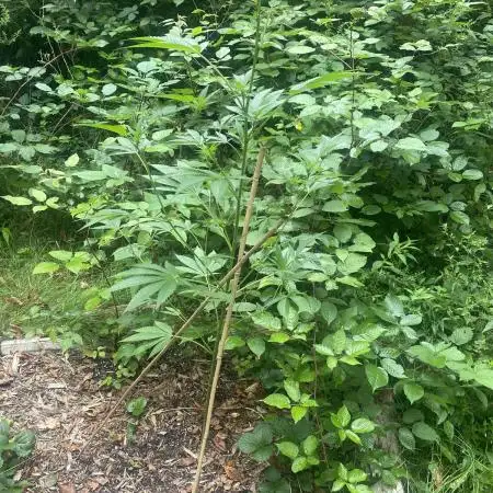 Random seed  outdoor Guarilla grow