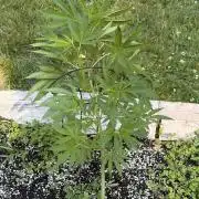 Outdoor grow