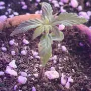Cheese auto fast buds window grow
