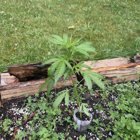 Outdoor auto batch 1