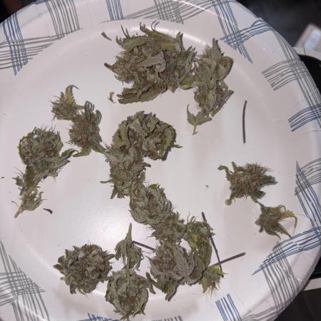 2nd cheese auto