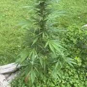 Outdoor auto batch 1