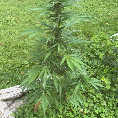 Outdoor auto batch 1