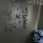 Random seed  outdoor Guarilla grow