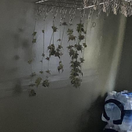 Random seed  outdoor Guarilla grow