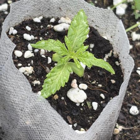 Outdoor auto batch 2 in raised bed