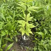 Outdoor grow