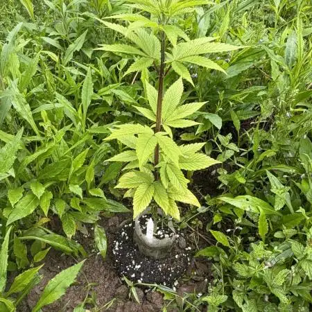 Outdoor grow