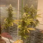 Mega grow