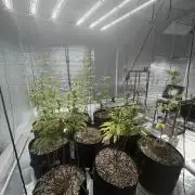 Micro clones +1 seed grow