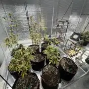 Micro clones +1 seed grow