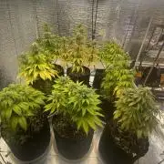 Mega grow