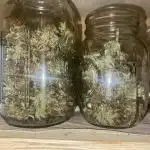 Window autoflower(with lights and fans)