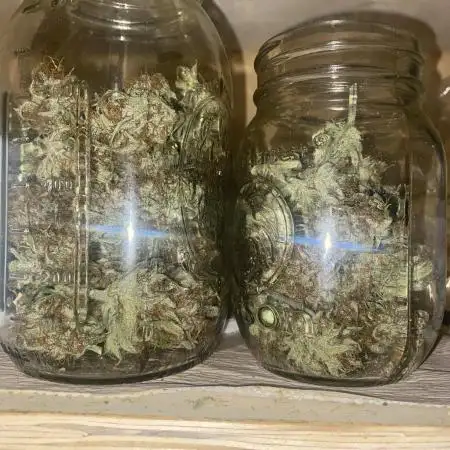Window autoflower(with lights and fans)
