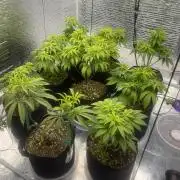 Mega grow
