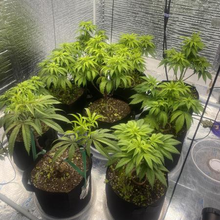 Mega grow