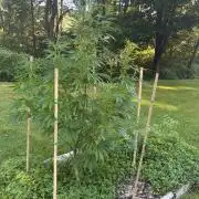 Outdoor grow