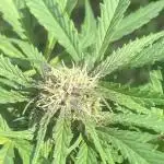 Random seed  outdoor Guarilla grow