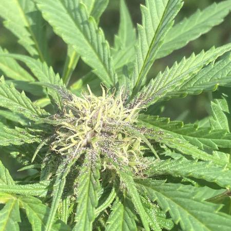 Random seed  outdoor Guarilla grow