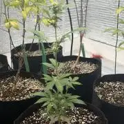 2nd cheese auto