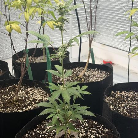 2nd cheese auto