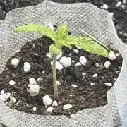 Outdoor auto batch 1