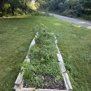 Outdoor grow