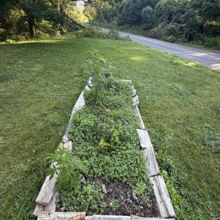 Outdoor grow