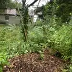 Random seed  outdoor Guarilla grow