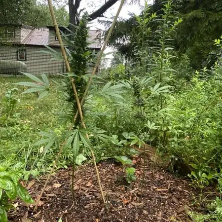 Random seed  outdoor Guarilla grow