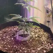 2nd cheese auto
