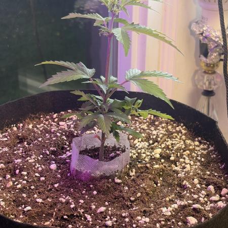 2nd cheese auto