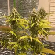 Mega grow