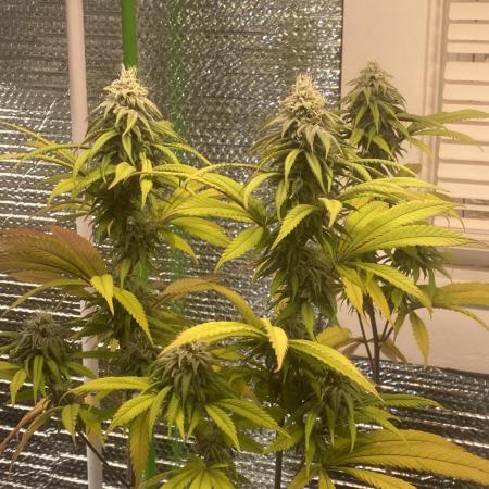 Mega grow