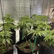 Mega grow
