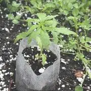 Outdoor auto batch 2 in raised bed