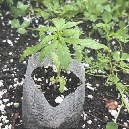 Outdoor auto batch 2 in raised bed