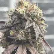 Micro clones +1 seed grow