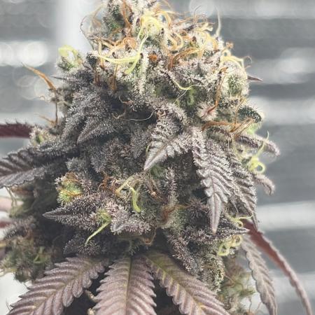 Micro clones +1 seed grow