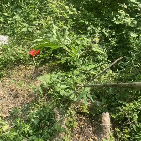 Random seed  outdoor Guarilla grow