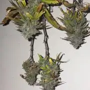 Micro clones +1 seed grow