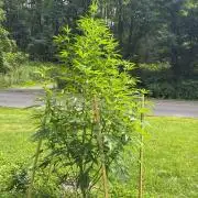 Outdoor grow