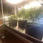 Fast buds G14 auto