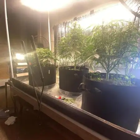 Fast buds G14 auto