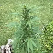 Outdoor auto batch 1