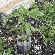 Outdoor auto batch 1