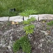 Outdoor grow