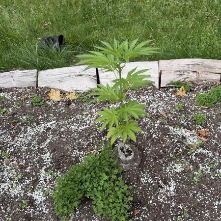 Outdoor grow