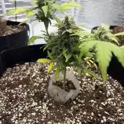 Fast buds cheese aut